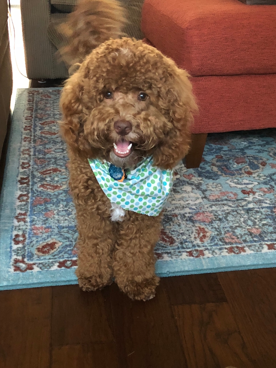Australian Labradoodle - Bentley